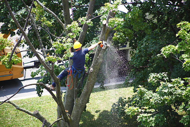 Best Firewood Processing and Delivery  in , NY